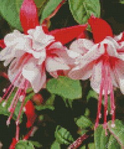 Fuchsia Flowers Diamond Painting