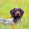 German Wirehaired Diamond Painting