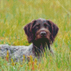 German Wirehaired Diamond Painting