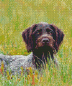 German Wirehaired Diamond Painting