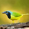 Green Jay Diamond Painting