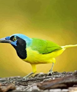 Green Jay Diamond Painting