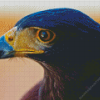 Harris Hawk Diamond Painting