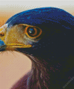 Harris Hawk Diamond Painting