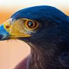 Harris Hawk Diamond Painting