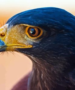 Harris Hawk Diamond Painting