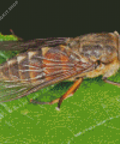 Horse Fly Insect Diamond Painting