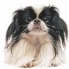 Japanese Chin Diamond Painting