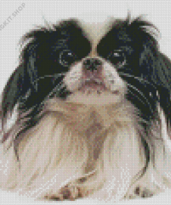 Japanese Chin Diamond Painting