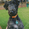 Kerry Blue Terrier Diamond Painting