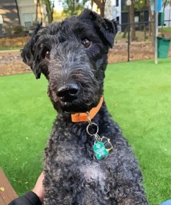 Kerry Blue Terrier Diamond Painting