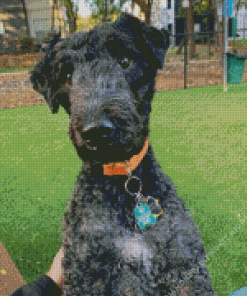 Kerry Blue Terrier Diamond Painting