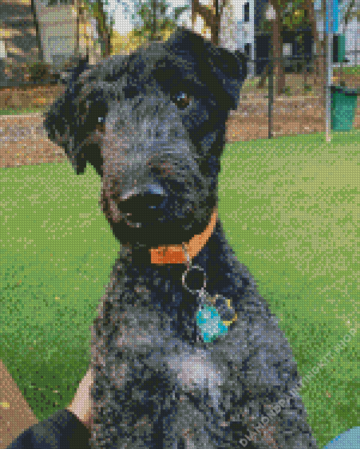 Kerry Blue Terrier Diamond Painting