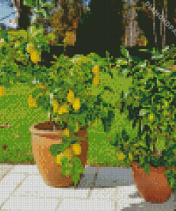 Lemons in Pots Diamond Painting