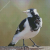 Magpie Iark Bird Diamond Painting