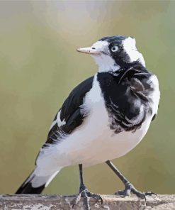 Magpie Iark Bird Diamond Painting