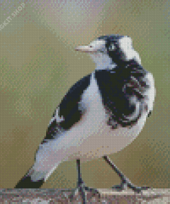 Magpie Iark Bird Diamond Painting