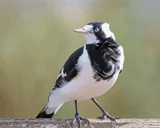 Magpie Iark Bird Diamond Painting