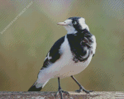 Magpie Iark Bird Diamond Painting