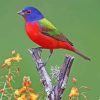 Painted Bunting Diamond Painting