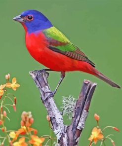 Painted Bunting Diamond Painting