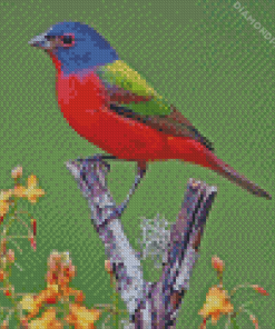 Painted Bunting Diamond Painting