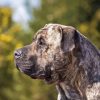 Presa Canario Dog Diamond Painting