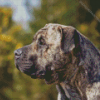 Presa Canario Dog Diamond Painting