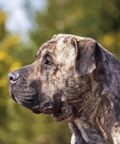 Presa Canario Dog Diamond Painting