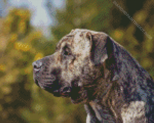 Presa Canario Dog Diamond Painting