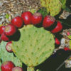 Prickly Pears Diamond Painting