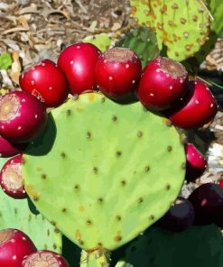 Prickly Pears Diamond Painting