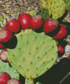 Prickly Pears Diamond Painting