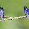 Purple Martin Diamond Painting