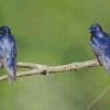 Purple Martin Diamond Painting