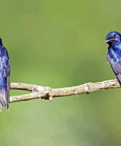 Purple Martin Diamond Painting