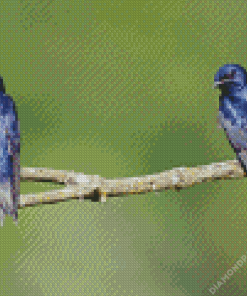 Purple Martin Diamond Painting