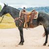 Ranch Horse Diamond Painting