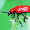 Scarlet Lily Beetle Diamond Painting