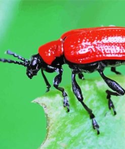 Scarlet Lily Beetle Diamond Painting