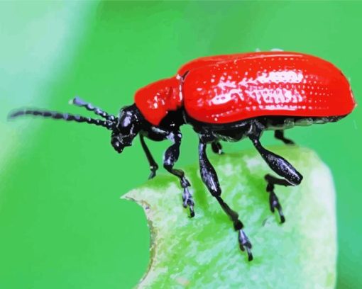 Scarlet Lily Beetle Diamond Painting