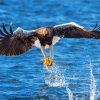 Sea Eagle Catching Fish Diamond Painting