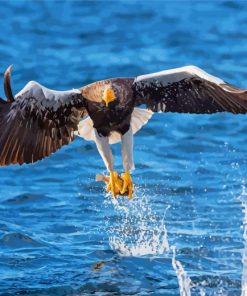 Sea Eagle Catching Fish Diamond Painting