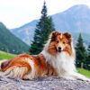 Shetland Sheepdog Diamond Painting