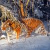 Siberian Tiger Diamond Painting