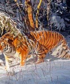 Siberian Tiger Diamond Painting