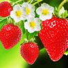 Strawberries Garden and Flowers Diamond Painting