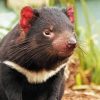 Tasmanian Devil Diamond Painting