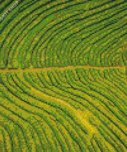 Tea Field Diamond Painting