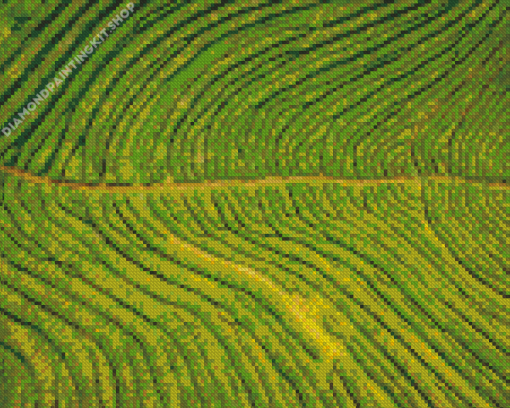 Tea Field Diamond Painting